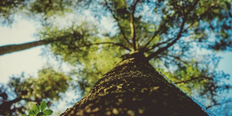 Jak w 4 prostych krokach przestać być drzewem