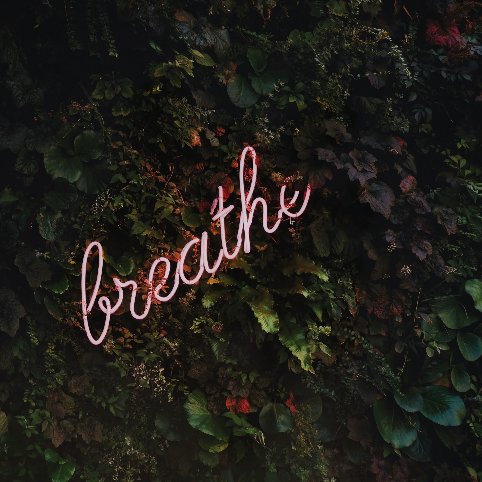 ściana zielonego listowia, a do niej przyczepiony neon z napisem breathe, czyli w zdrowiu i w chorobie zachowaj spokój